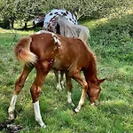 La Coqueta Del Sueve * Arriondas