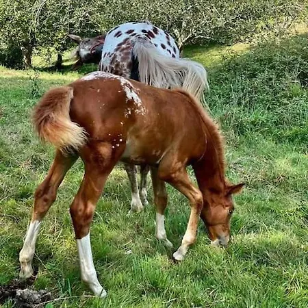 La Coqueta Del Sueve * Arriondas